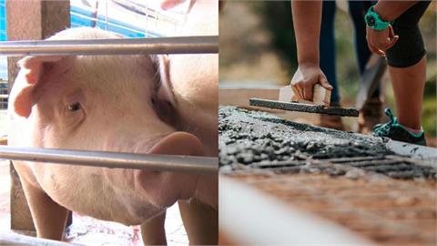 86歲豬農「全家形同破產」未來不再養豬!兒子本要接手「無奈重返工地上班」