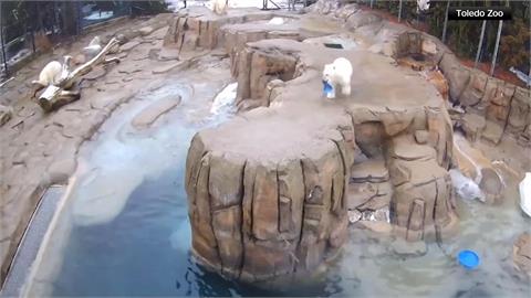 美國北極熊雙胞胎愛「跳水」　逗趣模樣網路瘋傳
