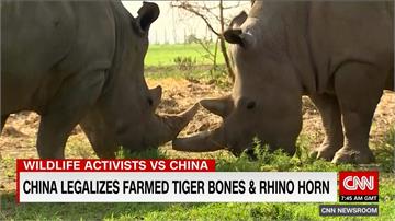 中國解禁犀牛角、虎骨買賣 全球保育團體震驚