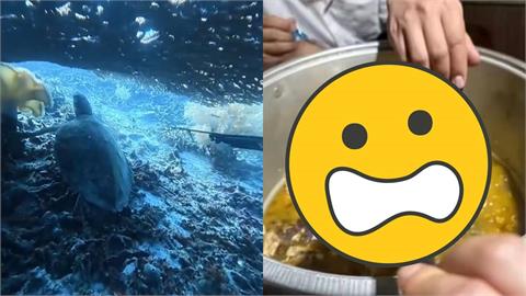 中國男潛水射殺「保育類海龜」！下秒竟「煮成一鍋湯吃掉」慘忍影片曝光