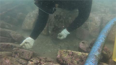 新北貢寮正值鮑魚產季　潛水夫冒低溫下水採收