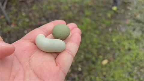 雞界「藍寶堅尼」產下迷你蛋　10元硬幣大小形狀如冬瓜！竟是這原因