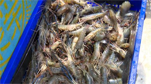 泰國蝦產量吃緊 蝦苗不夠價格漲