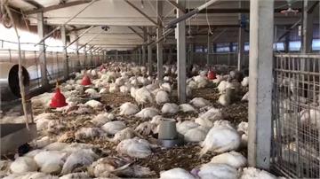 嘉義火雞場確診H5N2撲殺逾3千隻！家畜所研判僅是個案