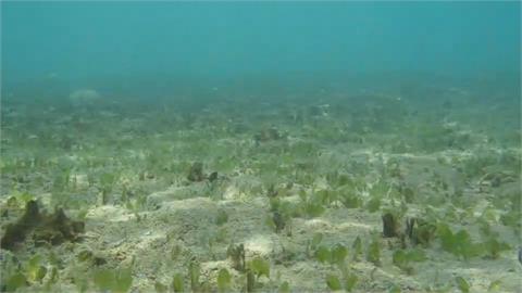 永續「藍碳」資源！　澎湖復育海草節能減碳