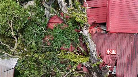 丹娜絲狂風颳斷300年芒果老樹　壓垮3間鐵皮屋　幸無人傷