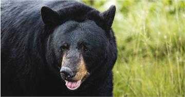 日本新潟驚傳黑熊入侵公司倉庫！5員工及時逃脫未釀死傷