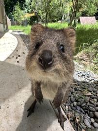 澳洲「短尾矮袋鼠」萌經濟　琦玉動物園製女兒節娃娃