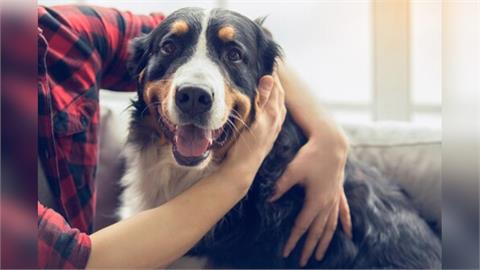 不募款、不碰金流！「浪浪狗緣」用曝光救狗　讓善意不再被消耗