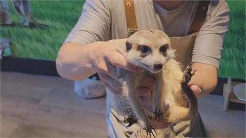 與超萌狐獴親密接觸！　餐廳打「狐獴」招牌搶市