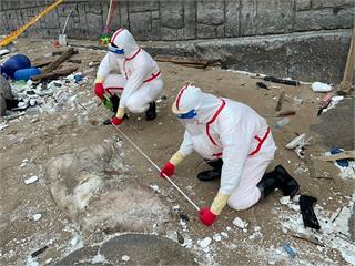 馬祖北竿發現海漂豬　海巡即刻攔截防堵豬瘟入侵