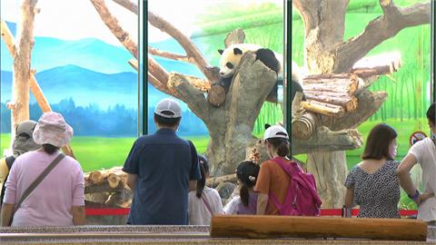 貓熊、企鵝館開放　暑假最後週末全家出遊放電