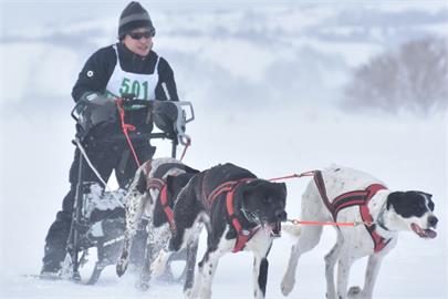 快新聞／狗狗哀嚎！天氣熱到積雪只剩1公分　北海道雪橇狗大賽被迫取消