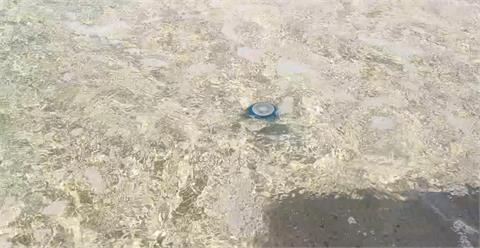 熱浪來襲！海水溫度上升催生　澎湖海域水母好發季