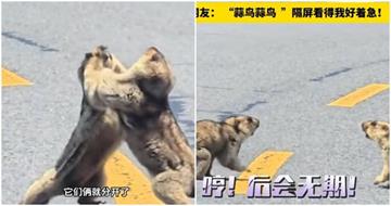公路上撞見「土撥鼠打架」有趣畫面曝！網友：不是探戈？