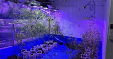 欠巨債求翻身反墮毒網　南投男「種大麻抵債」下場慘了