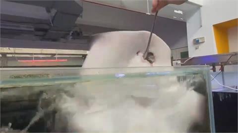 海科館線上餵食秀逗趣又舒壓　魟魚吃飯狂抖　箱魨調皮吐水