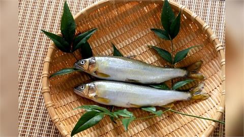 全球暖化日本水域升溫　四國海藻、滋賀香魚大減產
