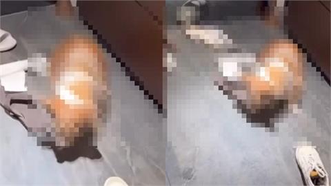 新／手搖店老闆「虐打年邁柯基」怒喊去S！犬隻下落曝光、動保處出手飼主GG了