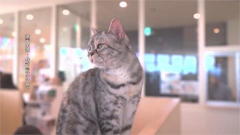 熊本強震好消息！ 「永旺」商場貓咪咖啡廳25隻全獲救