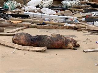 金門海邊驚見死豬！不排除為中國病死豬越洋漂來