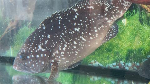 視覺味覺雙重饗宴！「夢幻石斑魚」澎湖繁殖有成