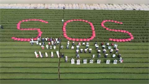 為茶樹.石虎請命！ 南投茶園紅傘排"SOS"反對蓋焚化爐