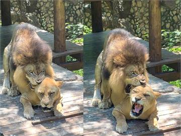 壽山動物園母獅正值發情期！「驚」彩畫面引熱議　網笑：趕《獅子王2》上映？