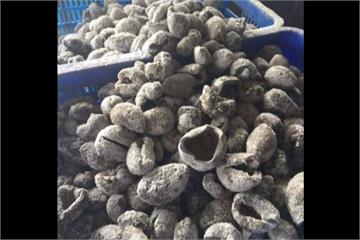 泡工業用冰醋酸佯高價黑玉參 業者二審逆轉無罪