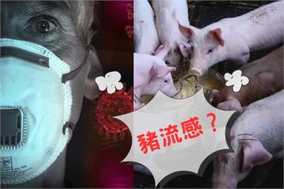 人類幾乎零抗體！「豬流感」跨物種擴散…科學家憂：重演H1N1噩夢