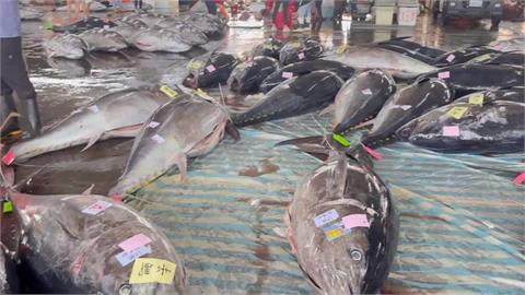 獨／今年黑鮪魚配額增至2900公噸　漁民笑開懷：可回饋消費者