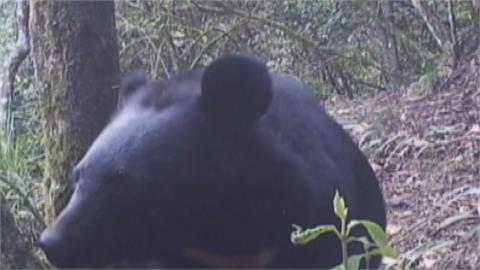 遇到台灣黑熊怎保命？玉管處：裝死就慘了！