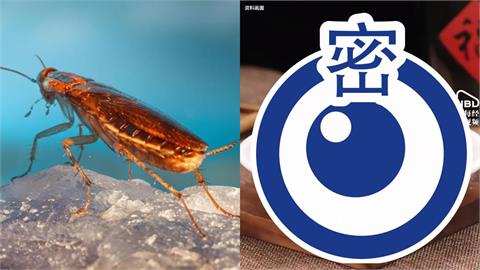 中國健身圈掀「蟑螂粉」平替蛋白粉熱潮！壯男喝一口「嘴裡都是XX」：這不能喝