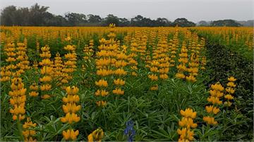 推廣「貓裏紅茶」！苗栗八甲茶區金黃魯冰花盛開