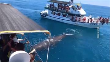 三艘賞鯨船包圍抹香鯨  民眾轟傷害生態