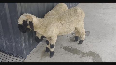 小琉球驚見「笑笑羊」被熱昏？　室外飼養動物應留意避暑措施