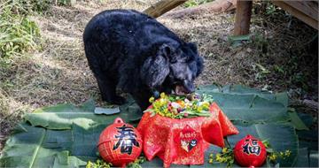 今年第4隻！壽山動物園黑熊「瑪莉」離世　30年精彩生命圓滿謝幕
