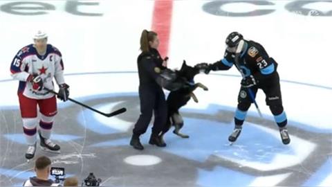 冰球(影)／他不是歹徒啦！警犬開球觸發「鎮暴本能」　爆錯咬球員烏龍