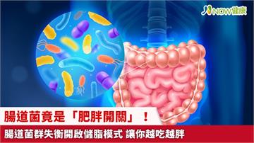 腸道菌竟是「肥胖開關」！腸道菌群失衡開啟儲脂模式 讓你越吃越胖