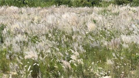 南投埔里眉溪「八月雪」　空拍白茫茫甜根子草