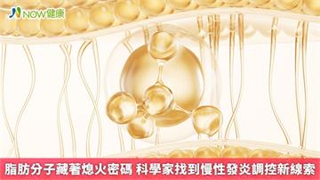 脂肪分子藏著熄火密碼 科學家找到慢性發炎調控新線索