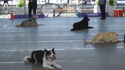 美國西敏犬展睽違2年回歸　毛小孩拚冠軍寶座
