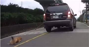 小黃狗遭綁車後拖行「磨到見骨」　粗心飼主遭動保處祭重罰並列「終身禁養」黑名單