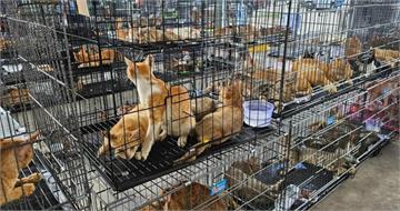 現場大量活貓與死貓！越南警破獲竊貓集團逮9人　逾400隻貓待宰