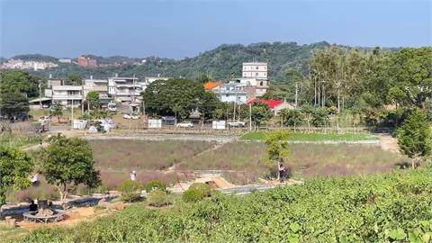 苗栗三灣出現「粉黛亂子草」　屬外來種最高可罰30萬