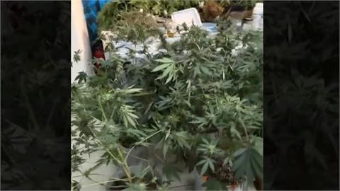 「有雞」栽培好壯壯！桃警破獲貨櫃大麻製毒工廠