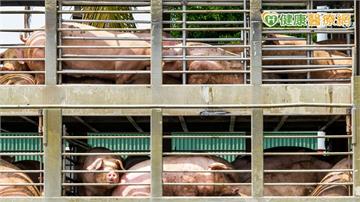 非洲豬瘟解封 溫體豬回歸!農業部:6日起恢復豬隻運輸與屠宰