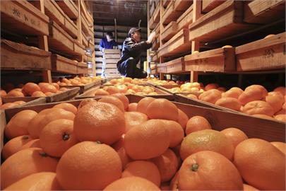 日本「入冬」還很暖　遊客穿短袖出門　橘子收成尺寸小一號　變更甜了