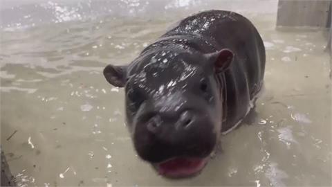 美版彈跳豬！　維吉尼亞州動物園侏儒河馬誕生