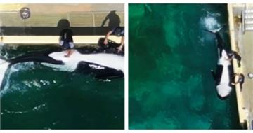 協助還是虐待？海洋館人員替虎鯨「排解性衝動」　引爆倫理爭議
